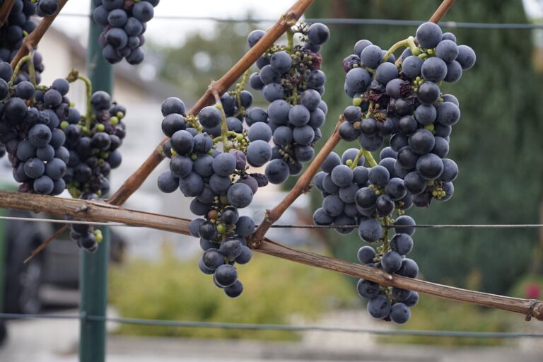 Rankhilfen für den Wein