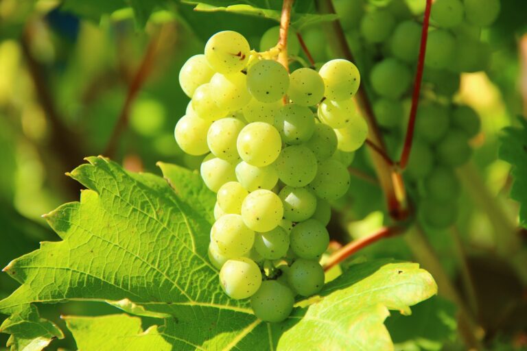 Wein – eine tolle Pflanze für den Garten