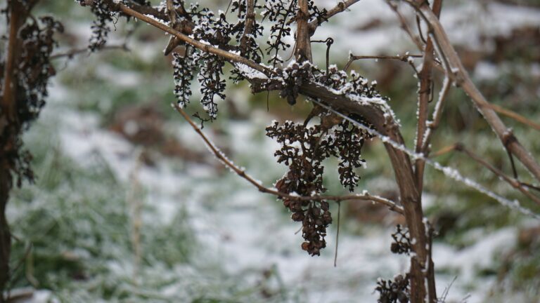 Wein winterfest machen