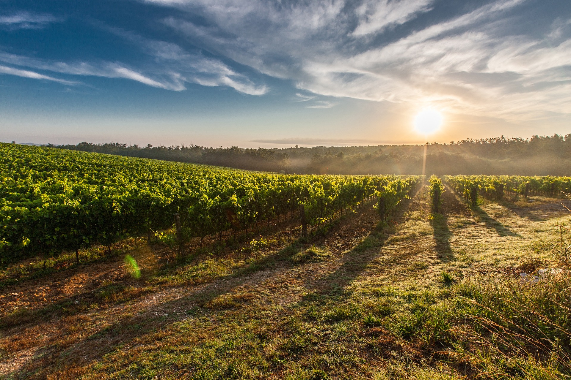 Die Beschneidung bei Wein ist ein wichtiger Schritt, um die Ernte zu verbessern und die Gesundheit der Rebstöcke zu erhalten.