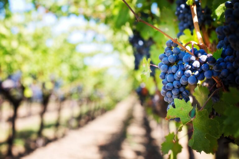 Royat-Beschneidung bei Wein