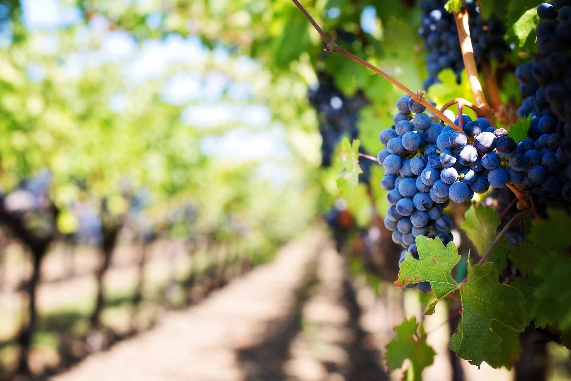 Royat-Beschneidung bei Wein ist eine Beschneidungstechnik, bei der die Triebe in eine bestimmte Richtung gebunden und auf eine bestimmte Länge geschnitten werden.